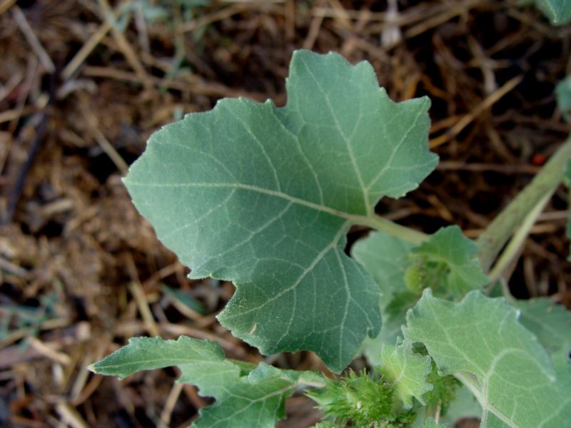 Xanthium strumarium / Nappola minore