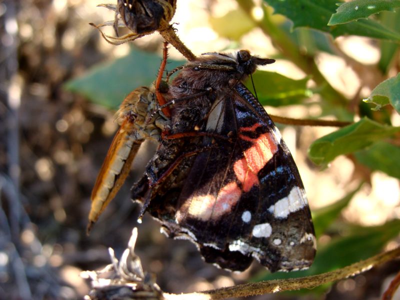 Asilidae in predazione.....