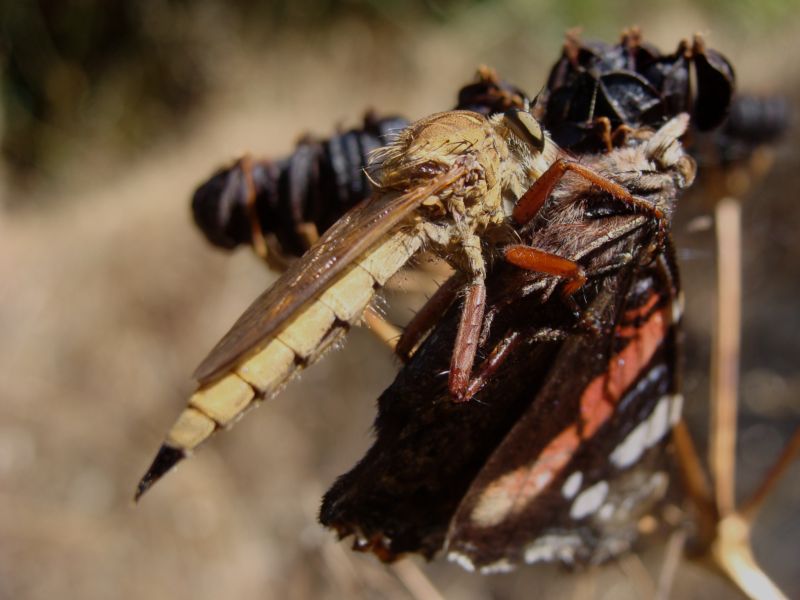 Asilidae in predazione.....