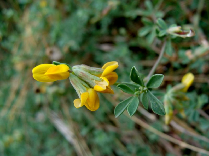 Lotus cytisoides