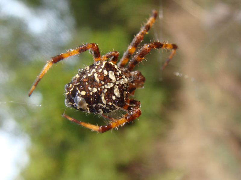 Araneus diadematus