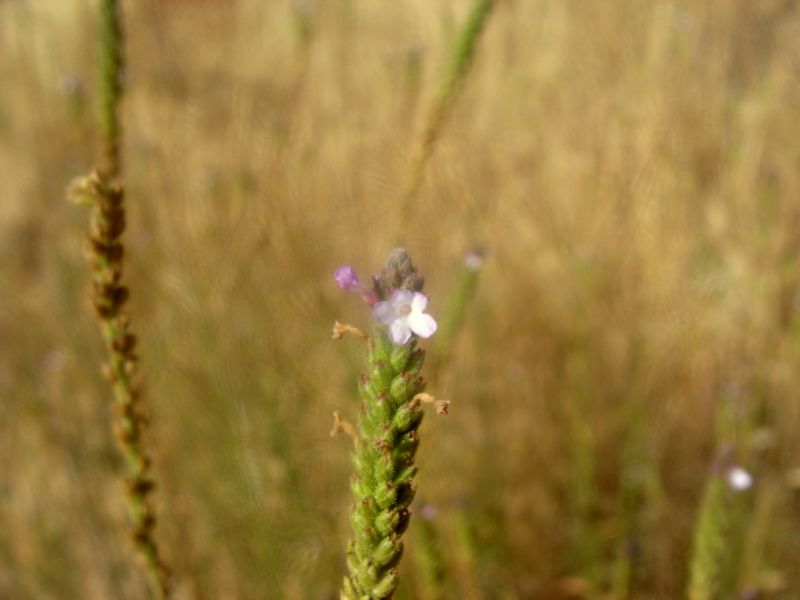 Verbena officinalis