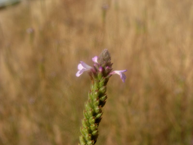 Verbena officinalis