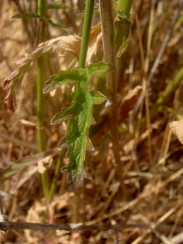 Verbena officinalis