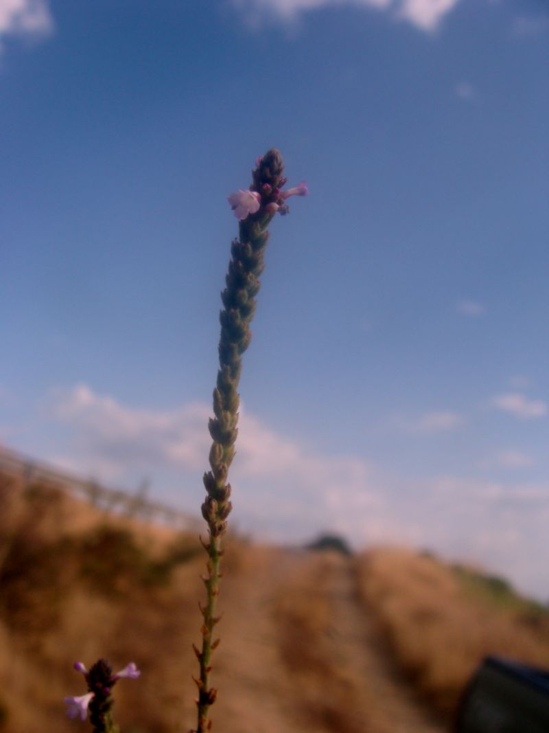 Verbena officinalis