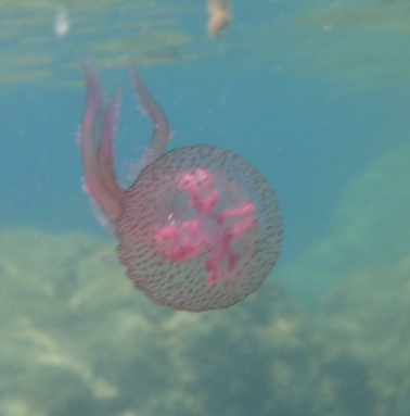 Pelagia noctiluca