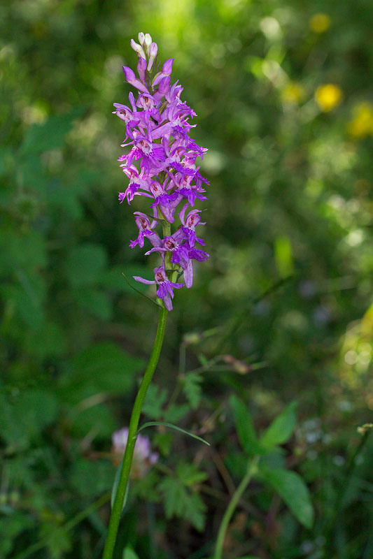 Dactylorhiza maculata subsp. saccifera / Orchidea saccifera