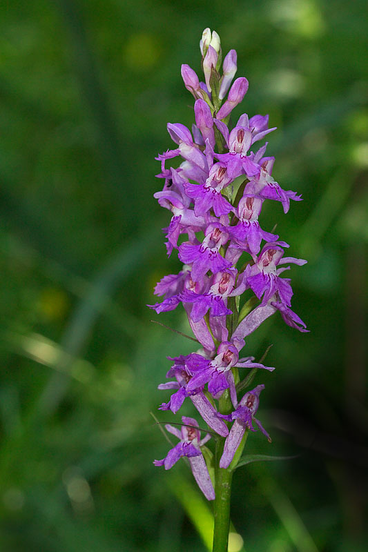 Dactylorhiza maculata subsp. saccifera / Orchidea saccifera