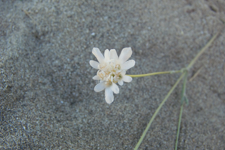 Pycnocomon rutifolium /  Vedovina a foglie di ruta