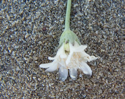 Pycnocomon rutifolium /  Vedovina a foglie di ruta