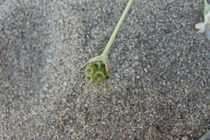 Pycnocomon rutifolium /  Vedovina a foglie di ruta