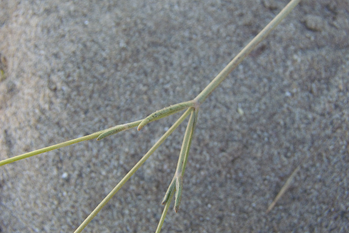 Pycnocomon rutifolium /  Vedovina a foglie di ruta