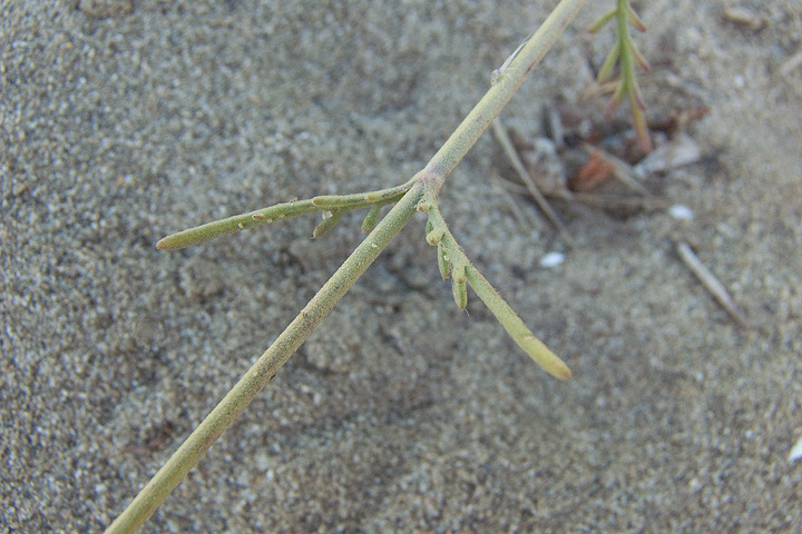 Pycnocomon rutifolium /  Vedovina a foglie di ruta