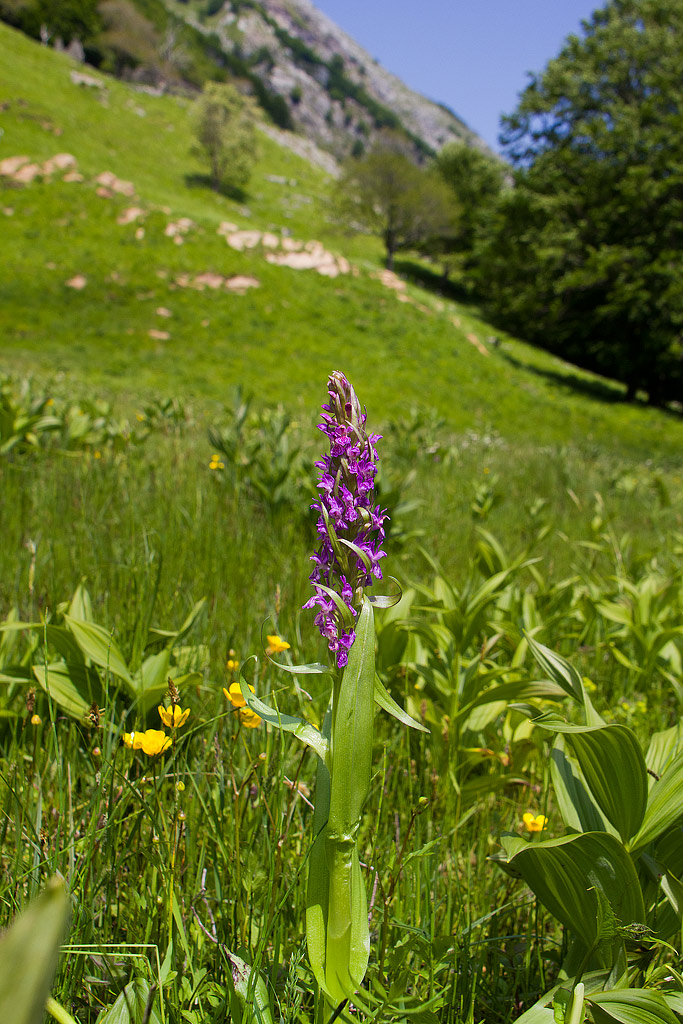 Dactylorhiza incarnata delle Apuane