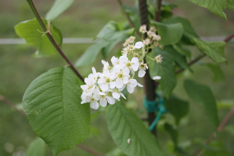 Prunus padus