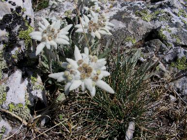 stelle alpine