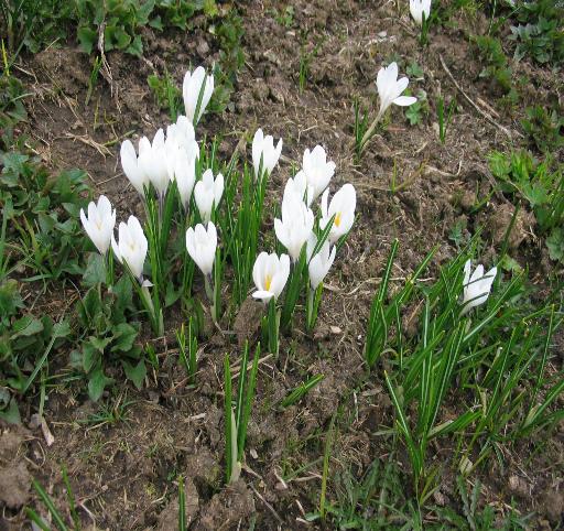 Crocus vernus