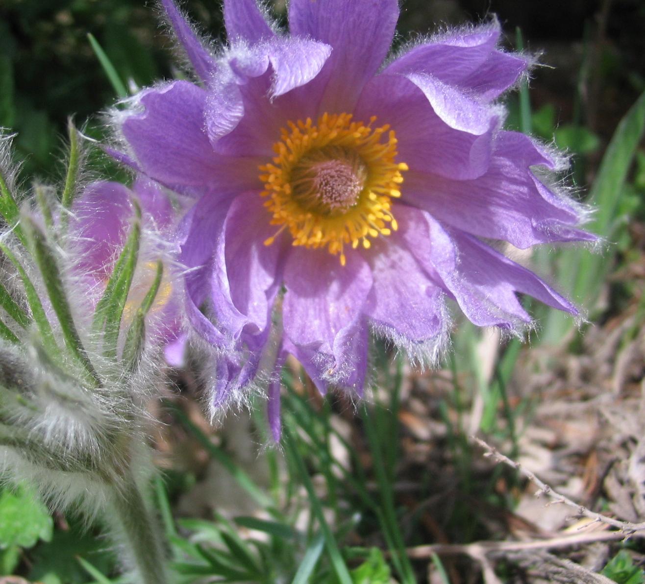 un fiore spontaneo...