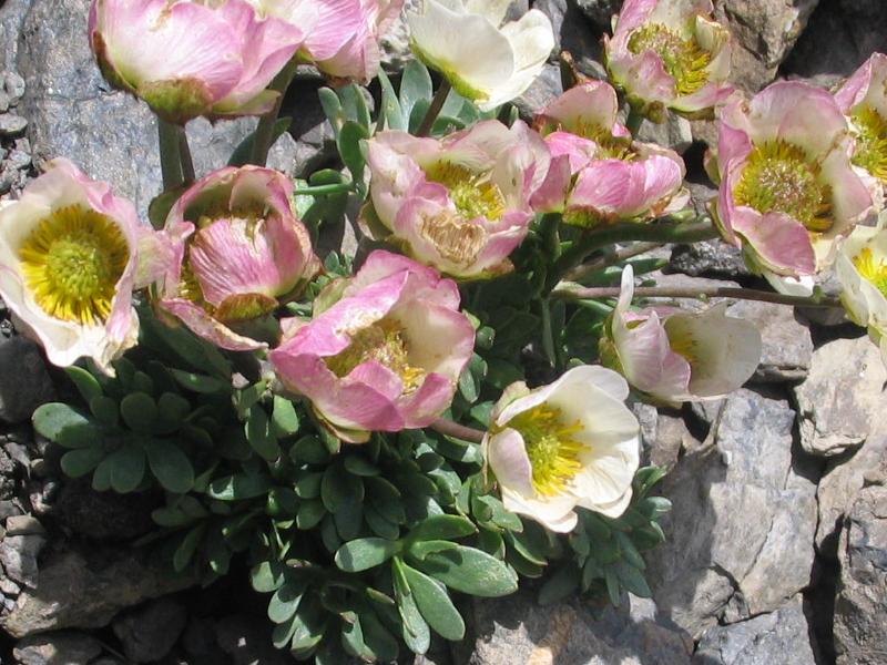 Ranunculus glacialis / Ranuncolo dei ghiacciai