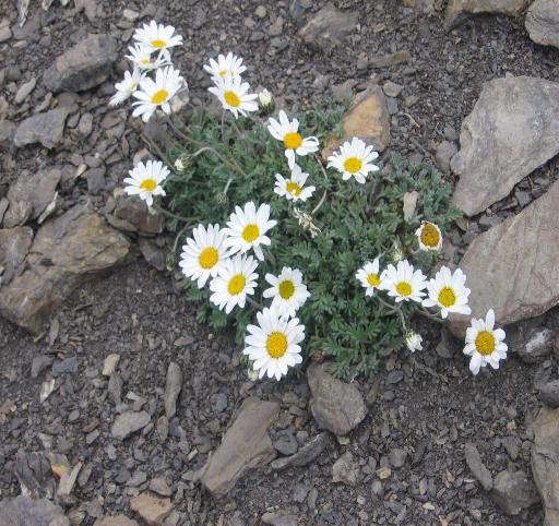 Leucanthemopsis alpina