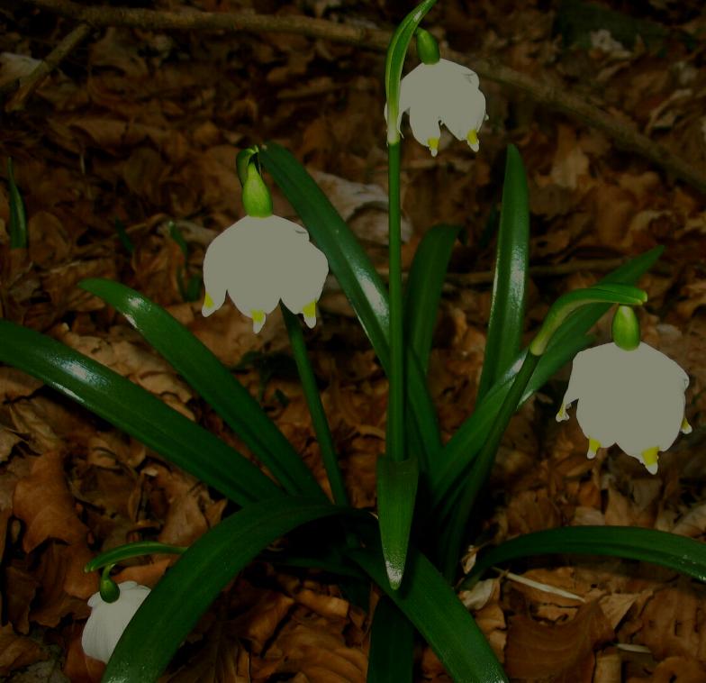 campanellino