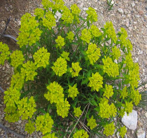 Euphorbia flavicoma