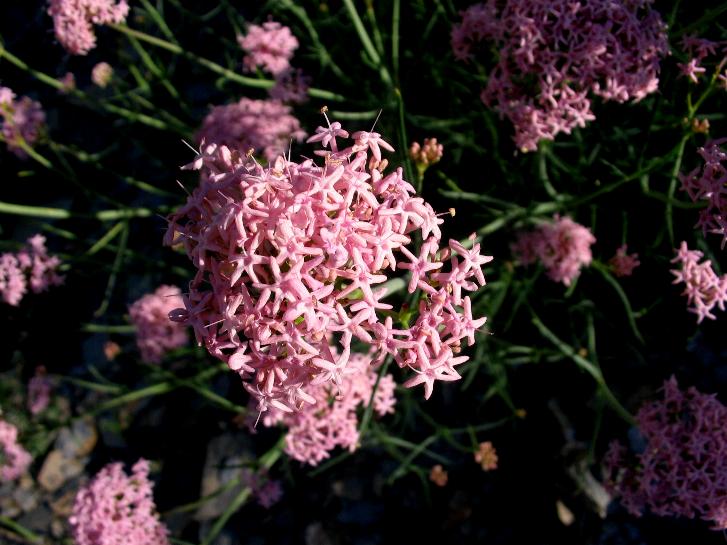 rossa verbena? no, Centranthus angustifolius