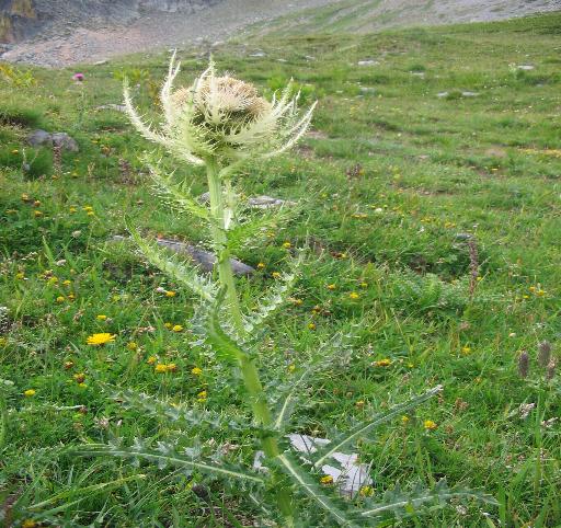 Cirsium spinosissimum