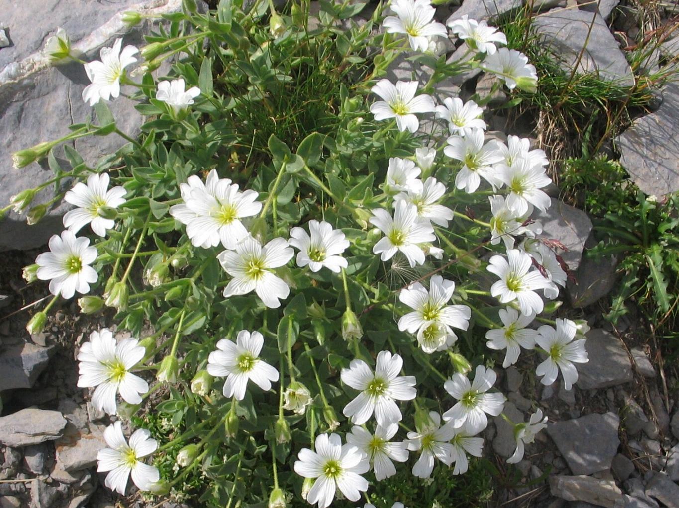 Cerastium latifolium / Cerastio a foglie larghe