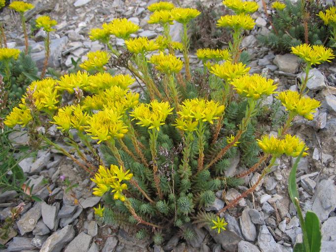 Sedum cfr. rupestre