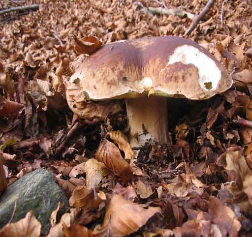 boletus edulis oppure aestivalis?