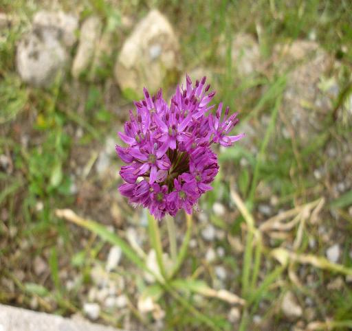 Allium nigrum / Aglio maggiore