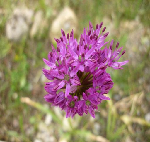 Allium nigrum / Aglio maggiore