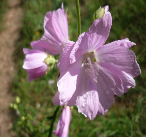 e'' una malvacea? Malva cfr. moschata