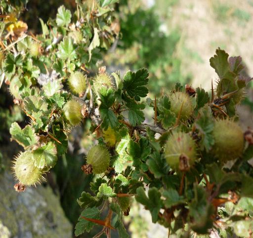 Sorbus chamaemespilus