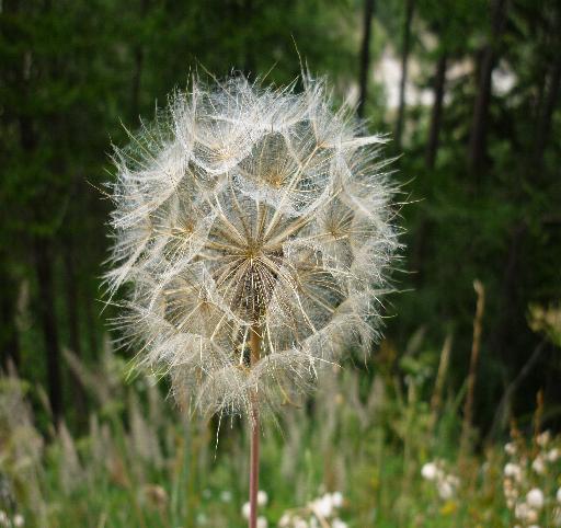 composita Sibillini - Tragopogon sp.