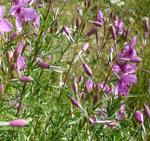 Gran Paradiso - Chamaenerion angustifolium (ex Epilobium angustifolium)