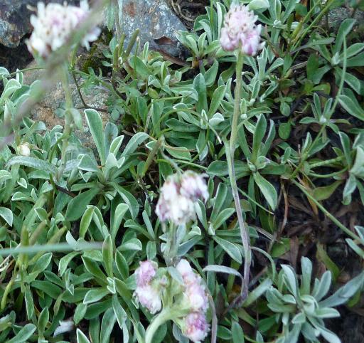 Antennaria dioica