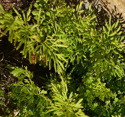 Cryptogramma crispa