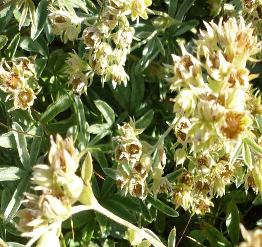 Potentilla valderia