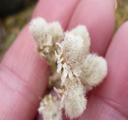 Antennaria dioica