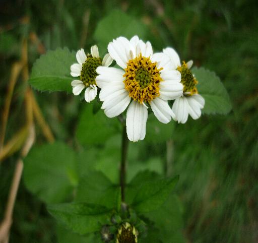 Bidens sp.