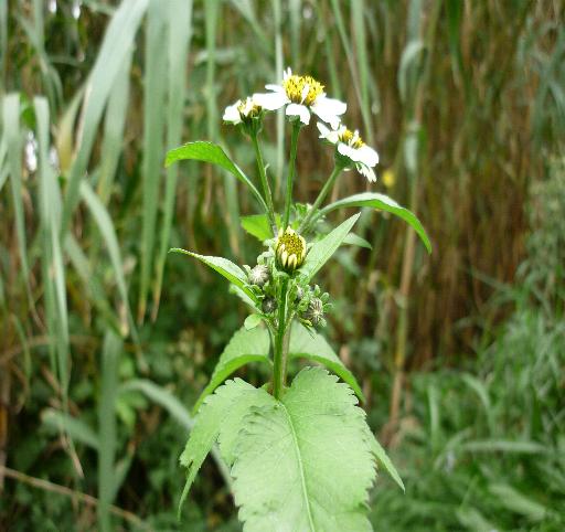 Bidens sp.