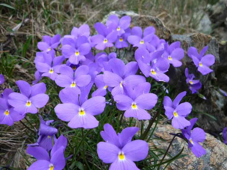 Valeriana tripteris