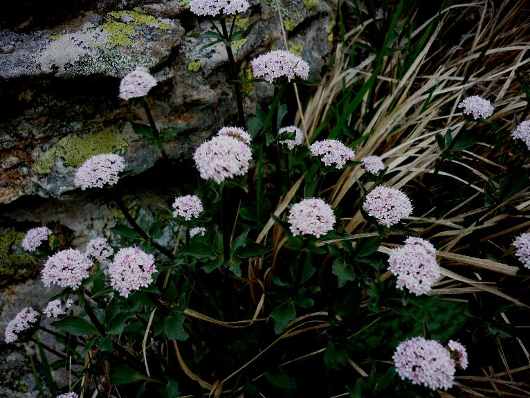 Valeriana tripteris