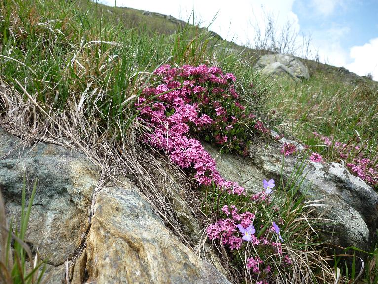 Valeriana tripteris