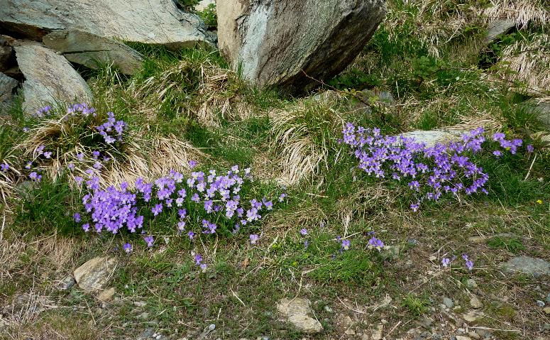 Valeriana tripteris