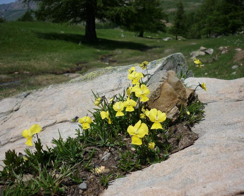 viola calcarata?