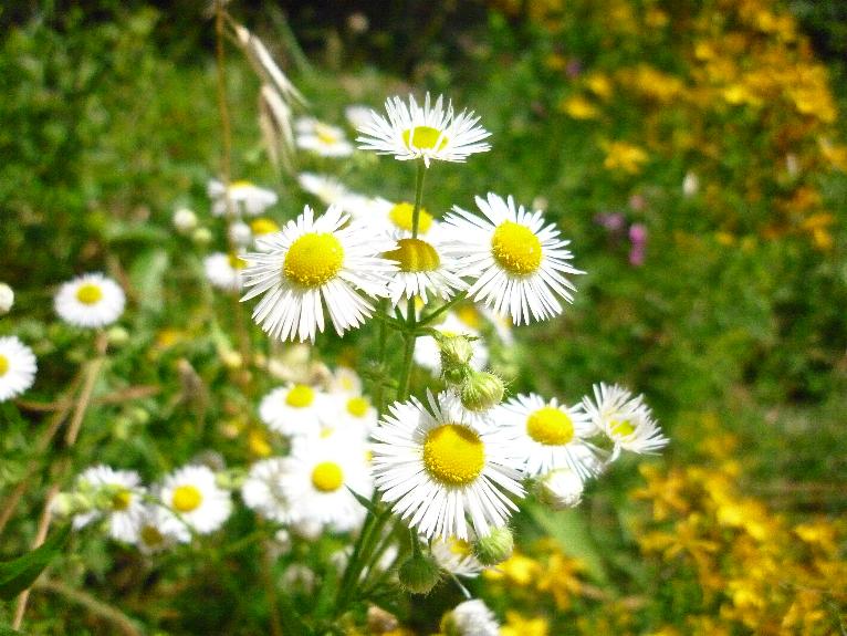 Erigeron annuus