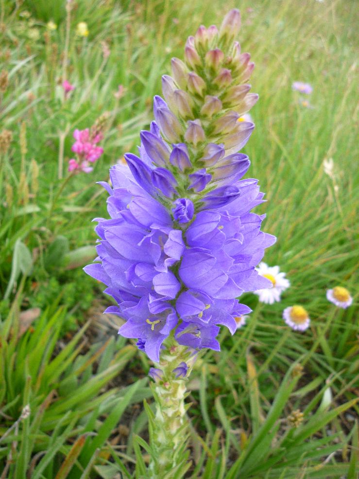 Campanula spicata / Campanula spigata